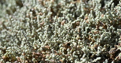Atriplex julacea (Atriplex julacea)