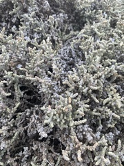 Atriplex julacea (Atriplex julacea)