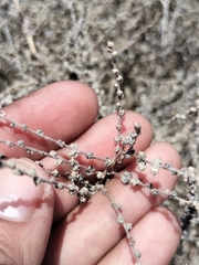 Atriplex julacea (Atriplex julacea)