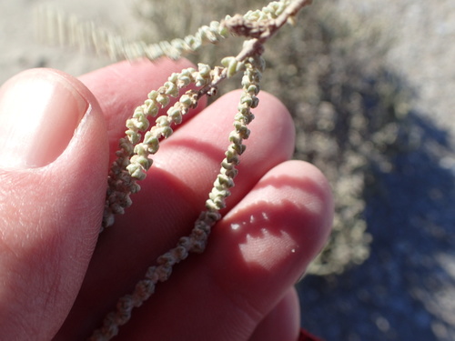 Atriplex julacea (Atriplex julacea)
