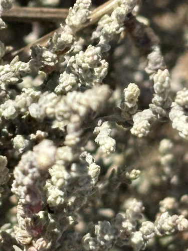 Atriplex julacea (Atriplex julacea)