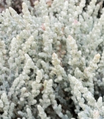 Atriplex julacea (Atriplex julacea)