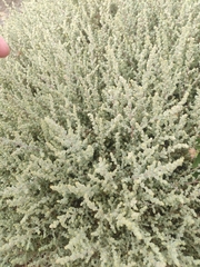 Atriplex julacea (Atriplex julacea)