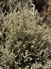 Atriplex julacea (Atriplex julacea)