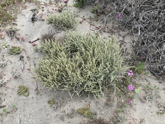 Atriplex julacea (Atriplex julacea)