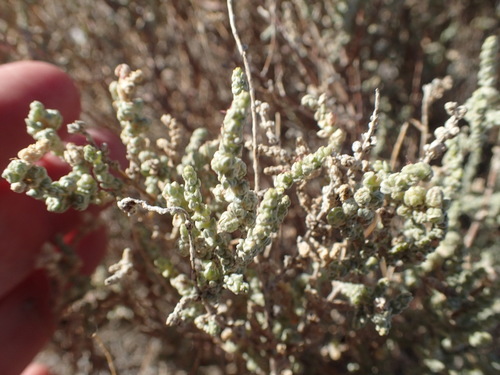 Atriplex julacea (Atriplex julacea)