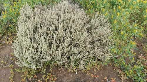 Atriplex julacea (Atriplex julacea)