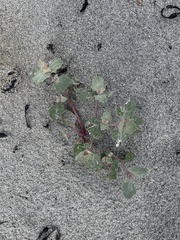 Frosted orache (Atriplex laciniata)