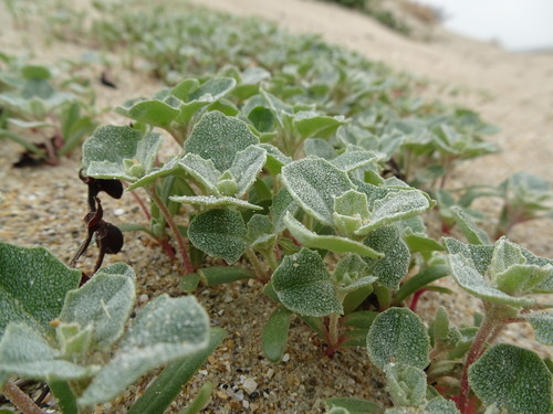 Frosted orache (Atriplex laciniata)