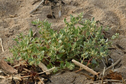 Frosted orache (Atriplex laciniata)