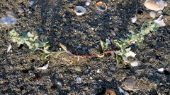 Frosted orache (Atriplex laciniata)