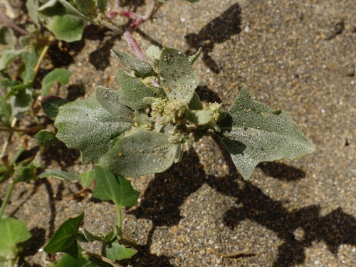 Frosted orache (Atriplex laciniata)