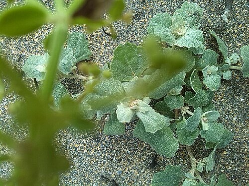 Frosted orache: Frosted Orache
