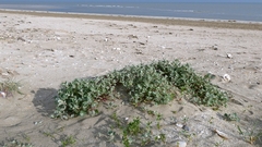 Frosted orache (Atriplex laciniata)