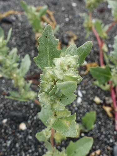 Frosted orache (Atriplex laciniata)