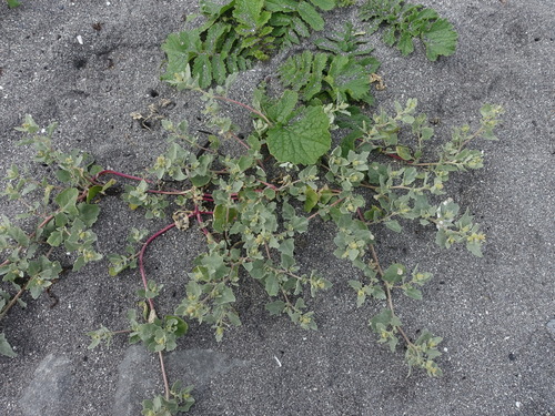 Frosted orache (Atriplex laciniata)