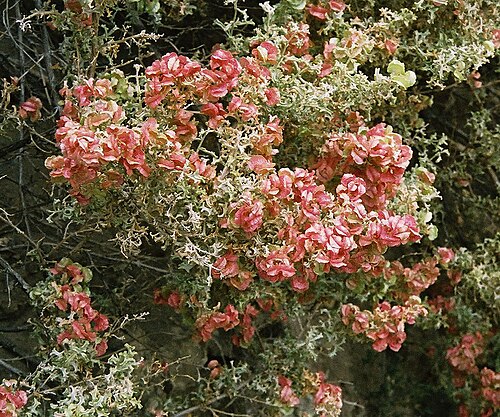 South American saltbush: Known as the South American Saltbush. Zampa or Sampa here in Patagonian Argentina. In context at www.dixpix.ca/sth_cordillera/flora/pinkamar/index.html
