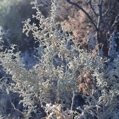 South American saltbush (Atriplex lampa)