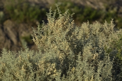 South American saltbush (Atriplex lampa)