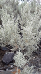 South American saltbush (Atriplex lampa)