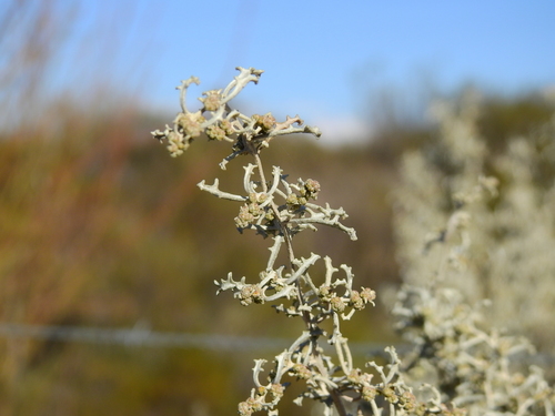 South American saltbush (Atriplex lampa)