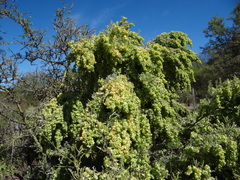 South American saltbush (Atriplex lampa)