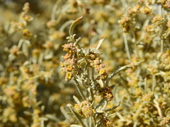 South American saltbush (Atriplex lampa)