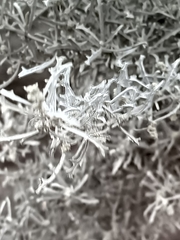 South American saltbush (Atriplex lampa)
