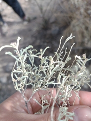 South American saltbush (Atriplex lampa)