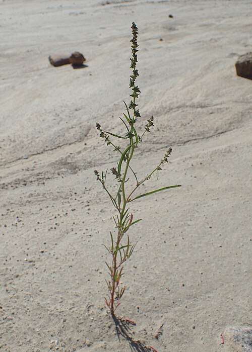 Grass-leaved orache: Atriplex littoralis in Wolin National Park on Baltic Sea, Poland