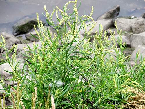 Grass-leaved orache: Grass-leaved Orache Atriplex littoralis , on tidal banks of the River Tyne at Elswick, Northumberland