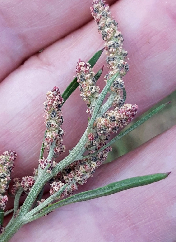 Grass-leaved orache (Atriplex littoralis)