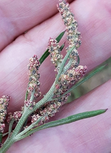Grass-leaved orache (Atriplex littoralis)