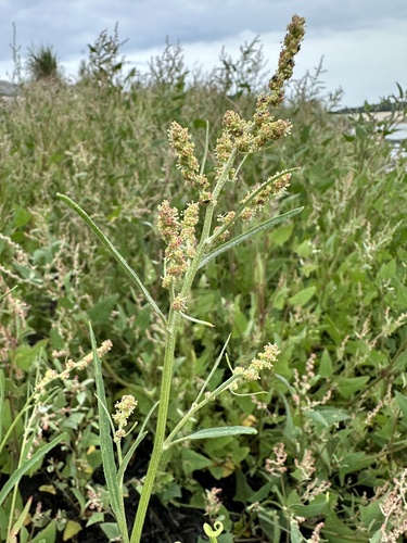 Grass-leaved orache (Atriplex littoralis)
