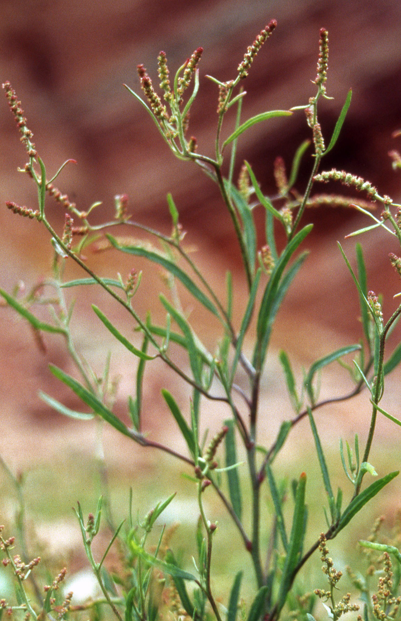 Grass-leaved orache: Atriplex littoralis - Germany, Heligoland