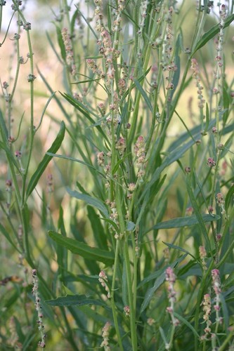 Grass-leaved orache (Atriplex littoralis)