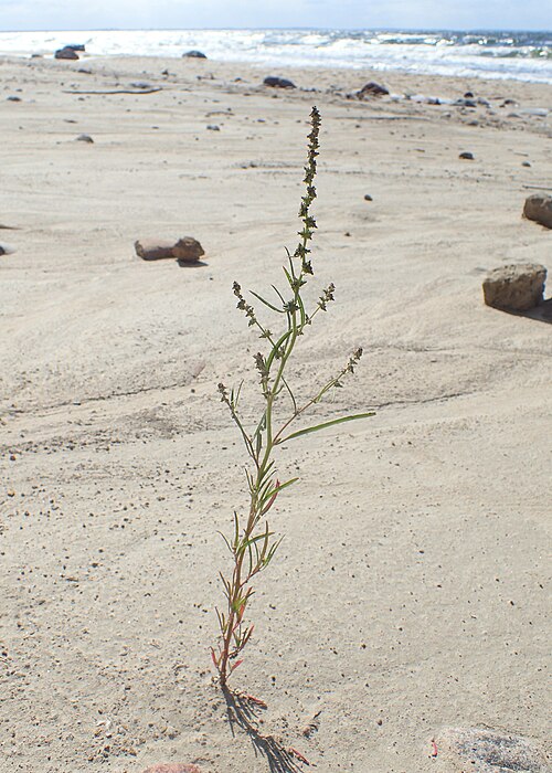 Grass-leaved orache: Atriplex littoralis in Wolin National Park on Baltic Sea, Poland