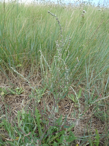 Grass-leaved orache (Atriplex littoralis)