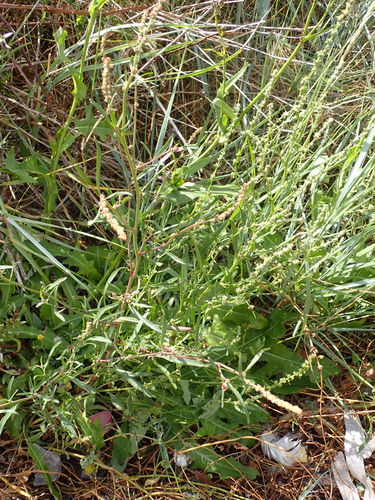 Grass-leaved orache (Atriplex littoralis)