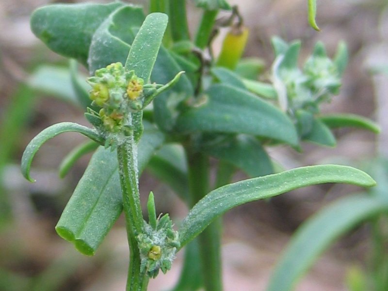 Grass-leaved orache: Strand-Melde Atriplex littoralis , Wismarbucht