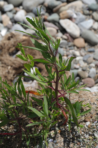 Grass-leaved orache (Atriplex littoralis)