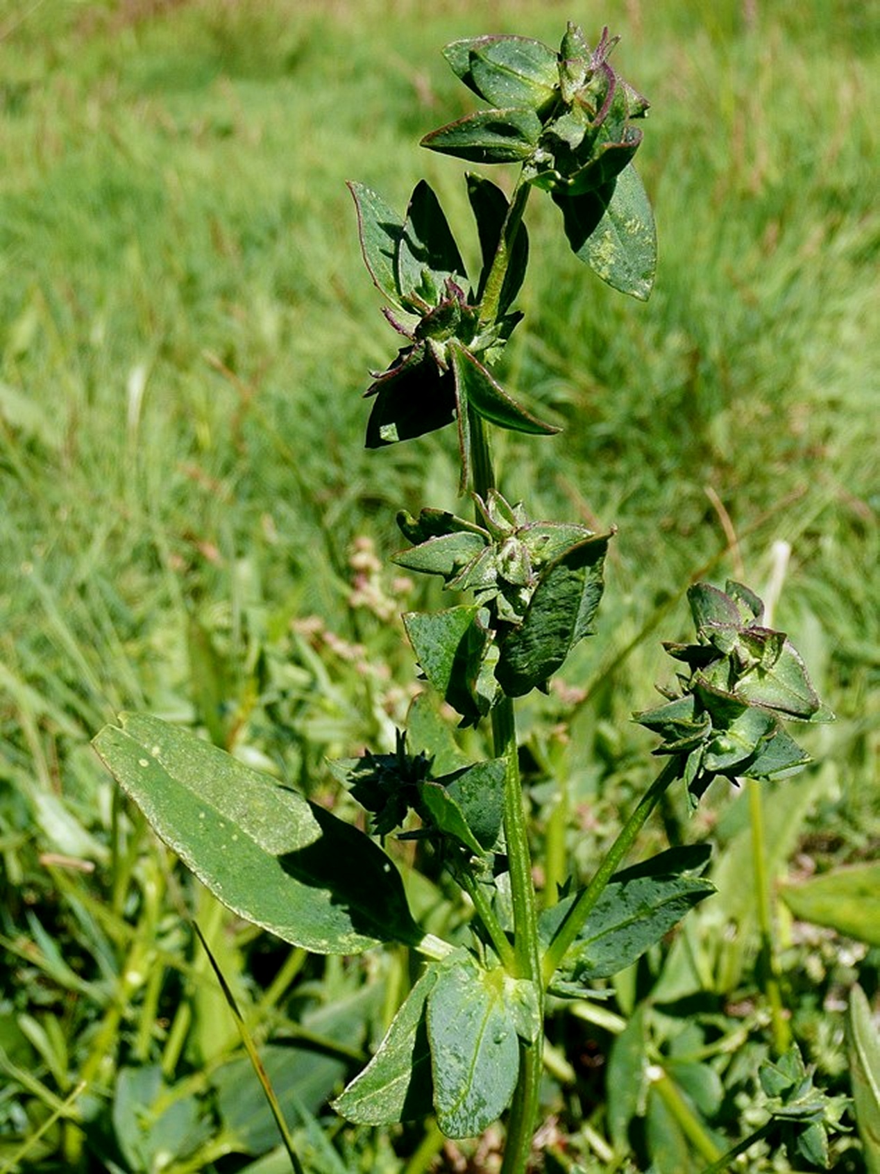 Long-stalked orache: Atriplex longipes