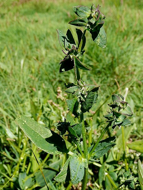 Long-stalked orache: Atriplex longipes