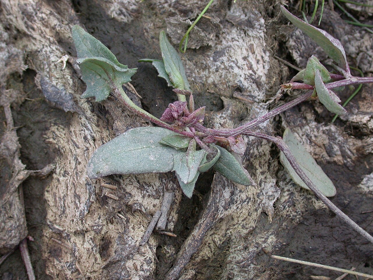 Long-stalked orache: South Benfleet Essex