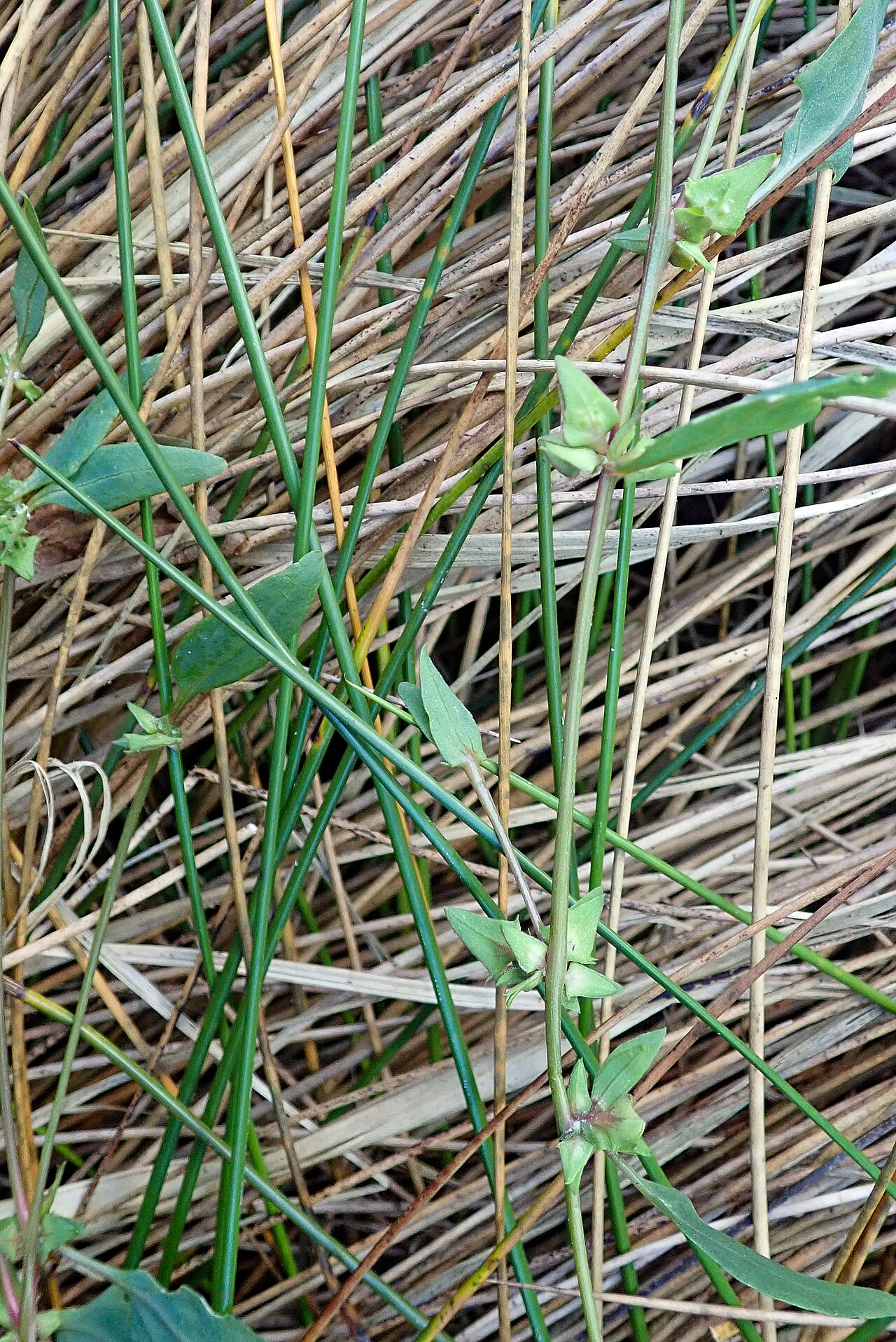 Long-stalked orache: Atriplex longipes, Beaulieu_3