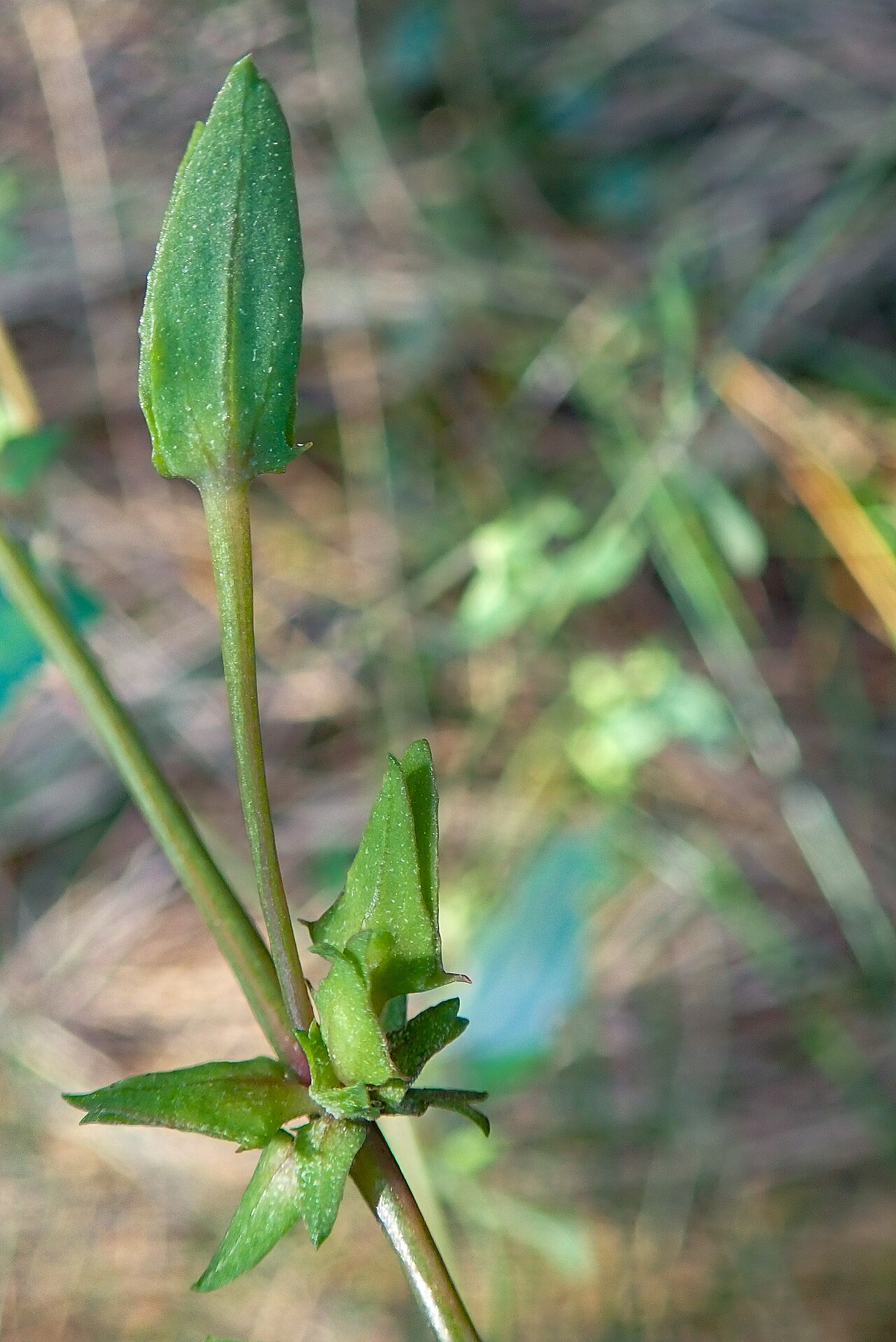 Long-stalked orache: Atriplex longipes, Beaulieu