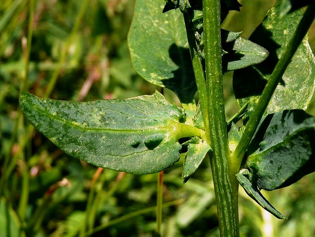 Long-stalked orache: Atriplex longipes
