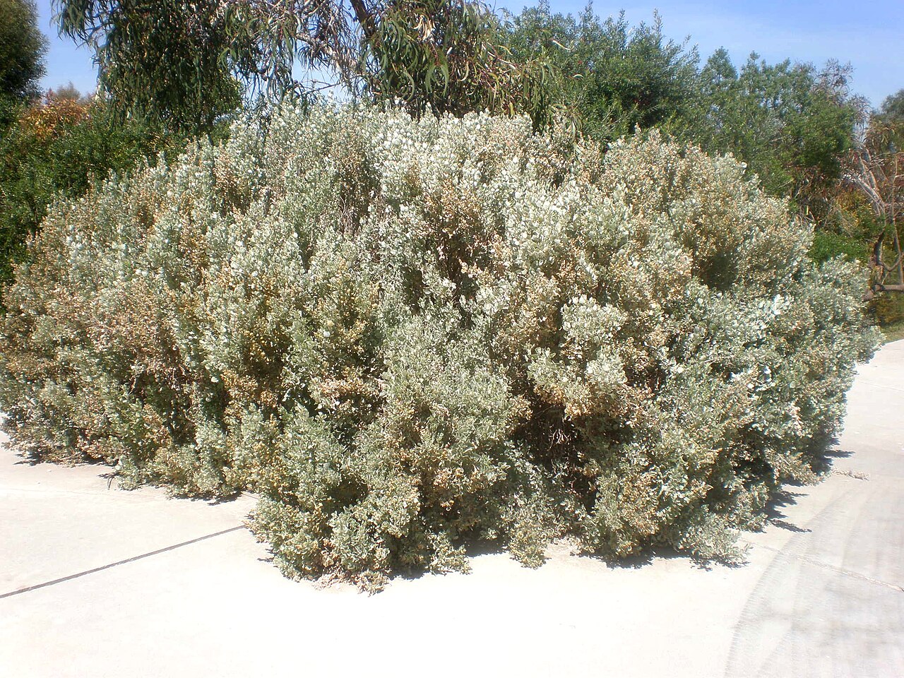 Bluegreen saltbush: Jardín Botánico de Barcelona.