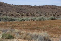 Bluegreen saltbush (Atriplex nummularia)