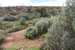 Bluegreen saltbush (Atriplex nummularia)